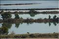 Camargue 02