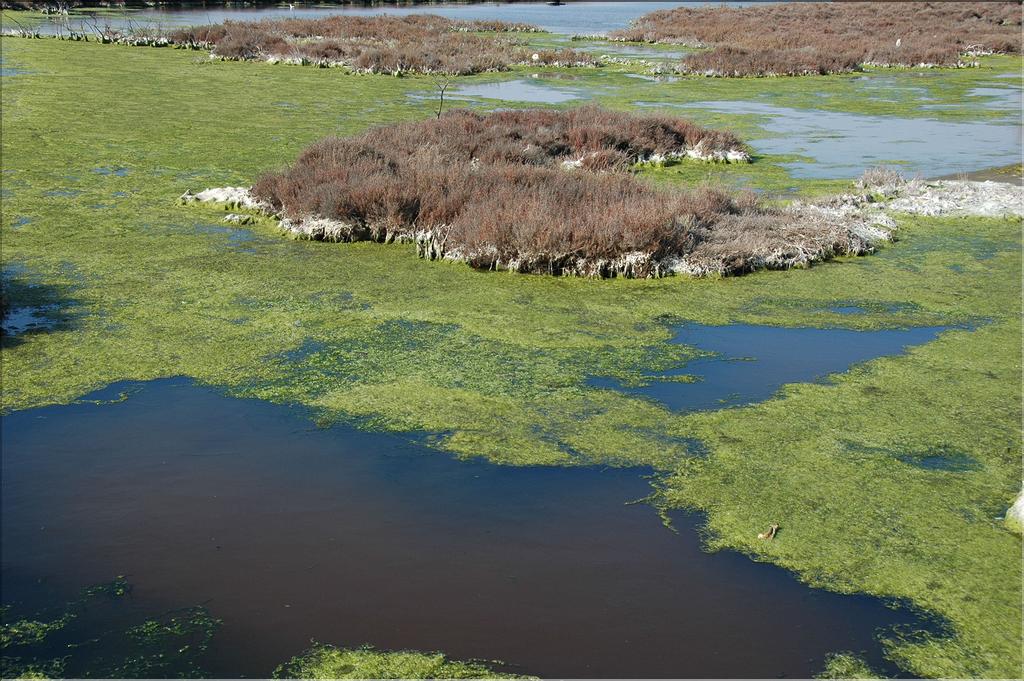 Camargue 11