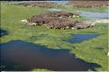 Camargue 11