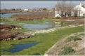 Camargue 13