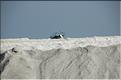 Camargue 21
