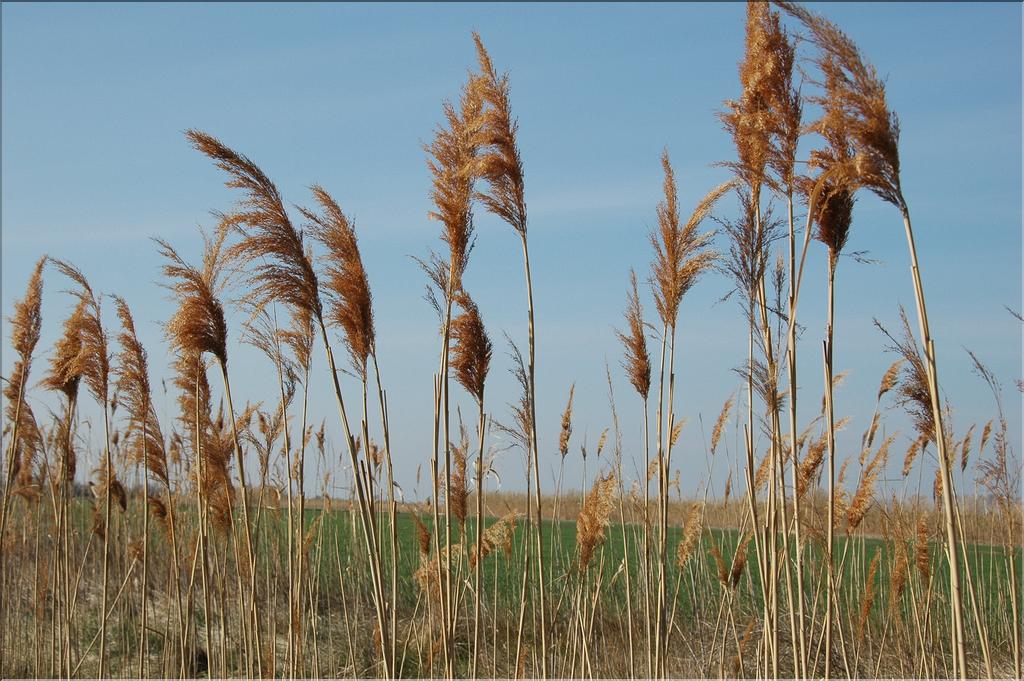 Camargue 22