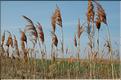 Camargue 22