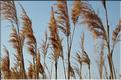 Camargue 23