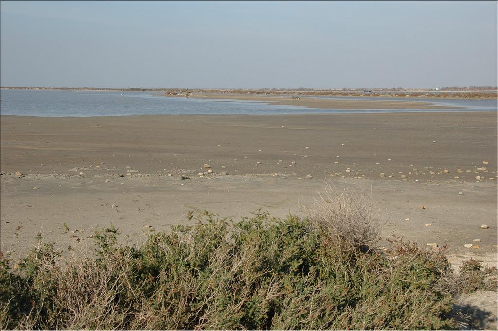Camargue 24