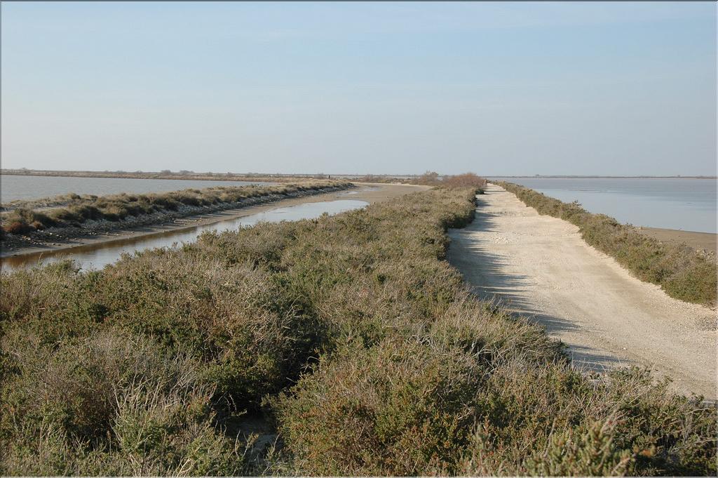 Camargue 25