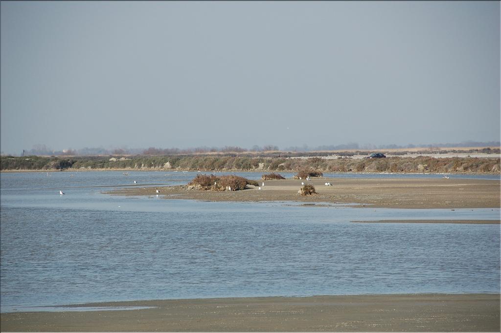 Camargue 27