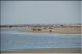 Camargue 27