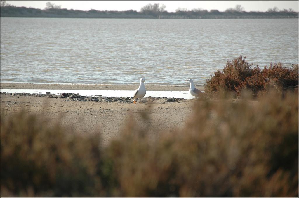 Camargue 30