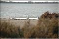 Camargue 30