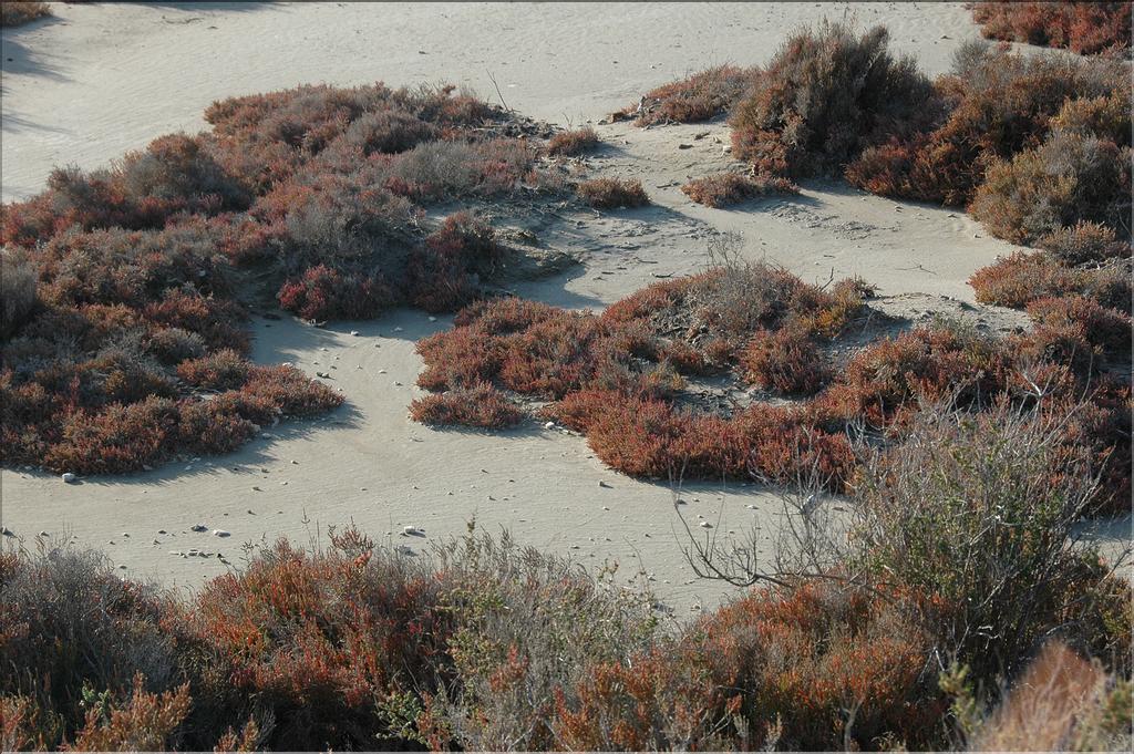 Camargue 31
