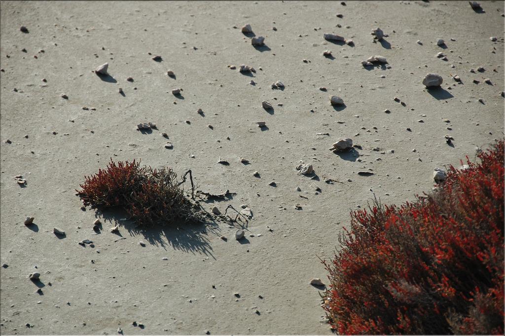 Camargue 33
