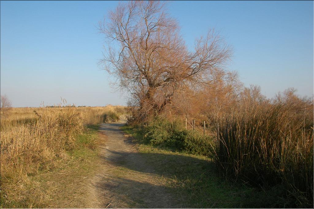 Camargue 35