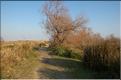 Camargue 35
