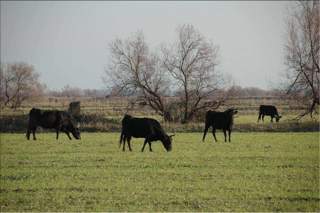 Camargue 36