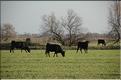 Camargue 36