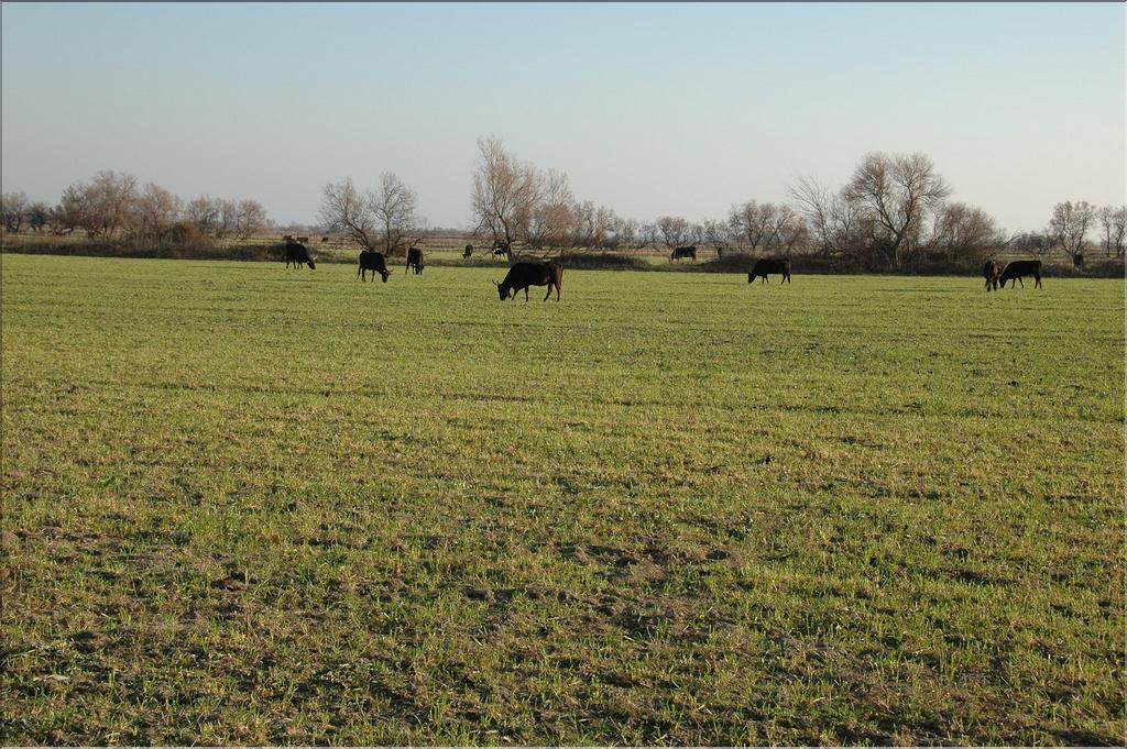 Camargue 37