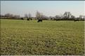 Camargue 37
