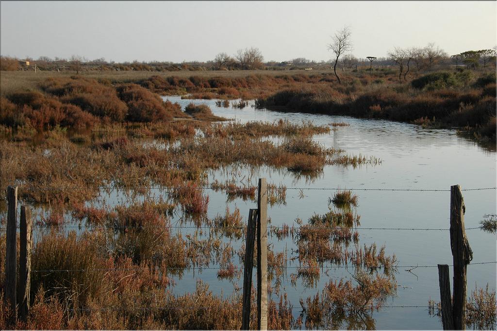 Camargue 38