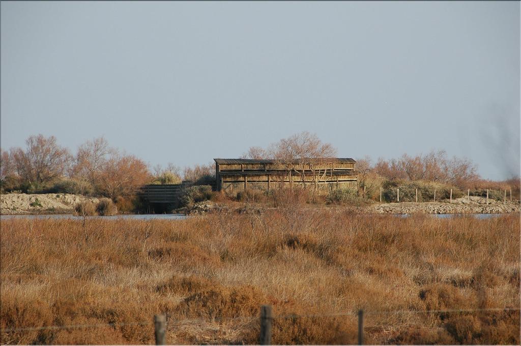 Camargue 41