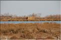 Camargue 43