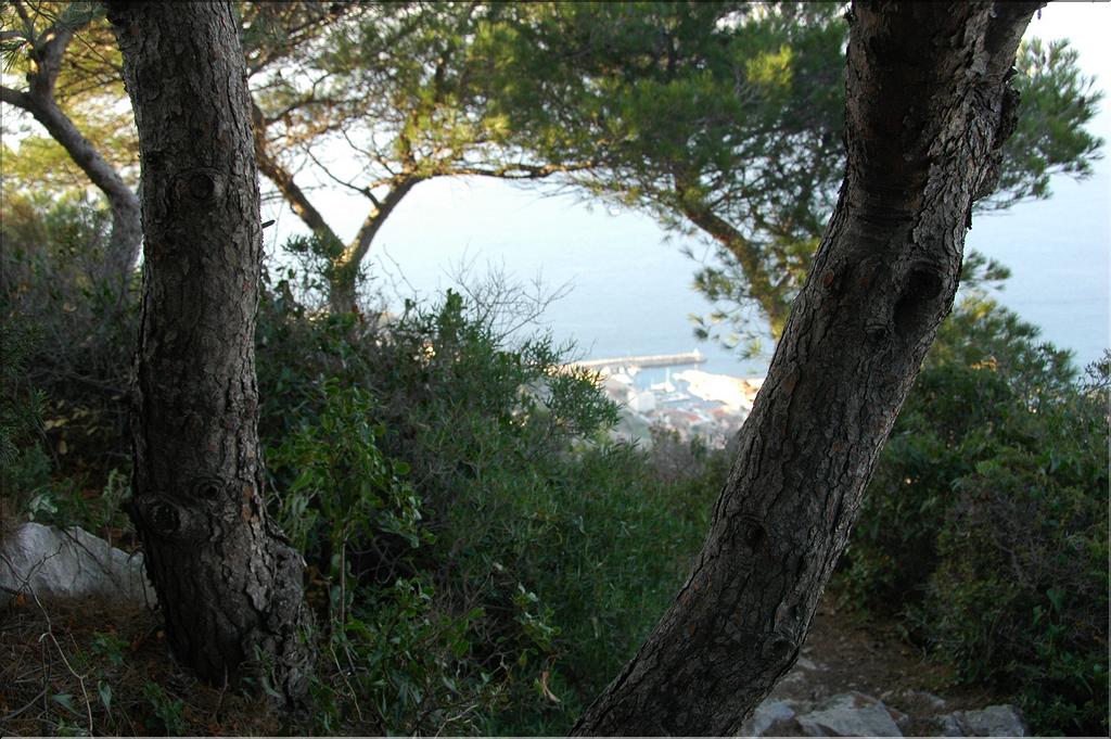 Marseilleveyre 06