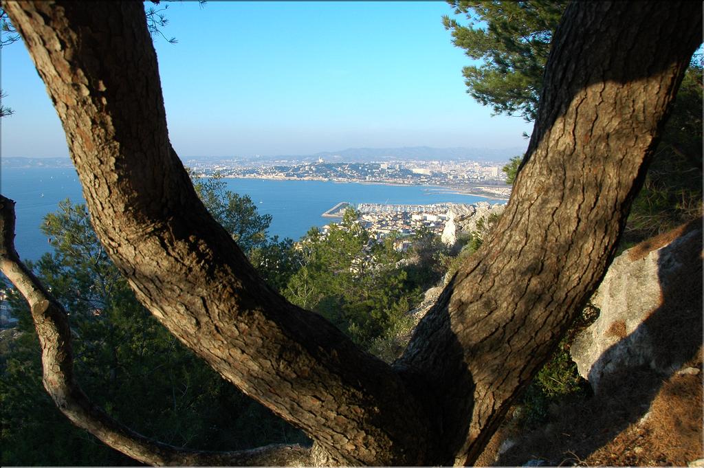 Marseilleveyre 21