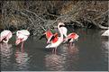 Oiseaux 03