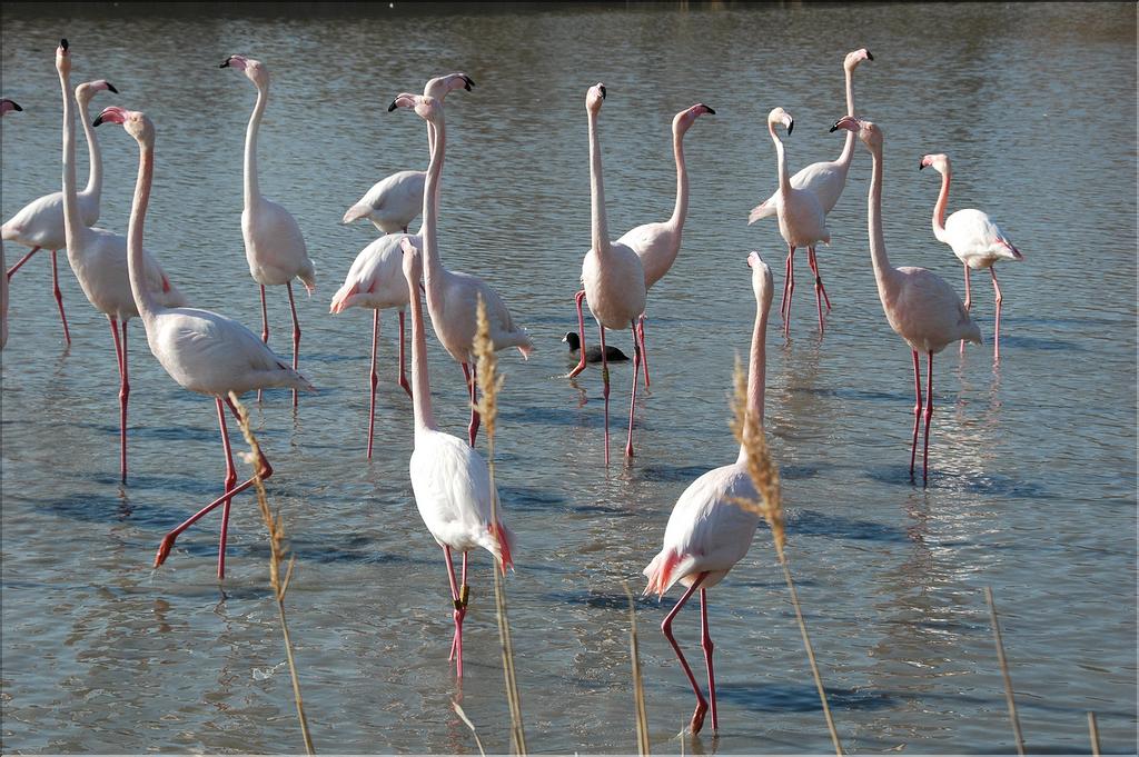 Oiseaux 06