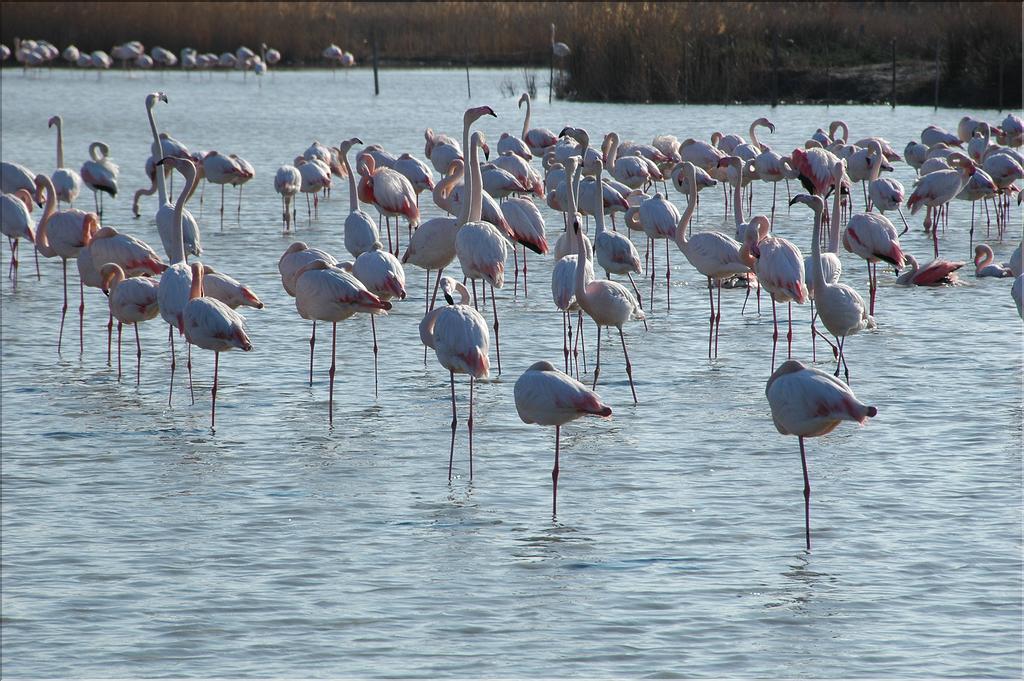 Oiseaux 09