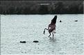 Oiseaux 10