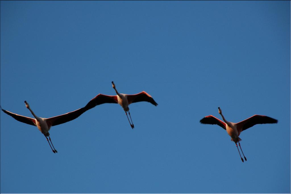 Oiseaux 12