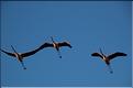 Oiseaux 12