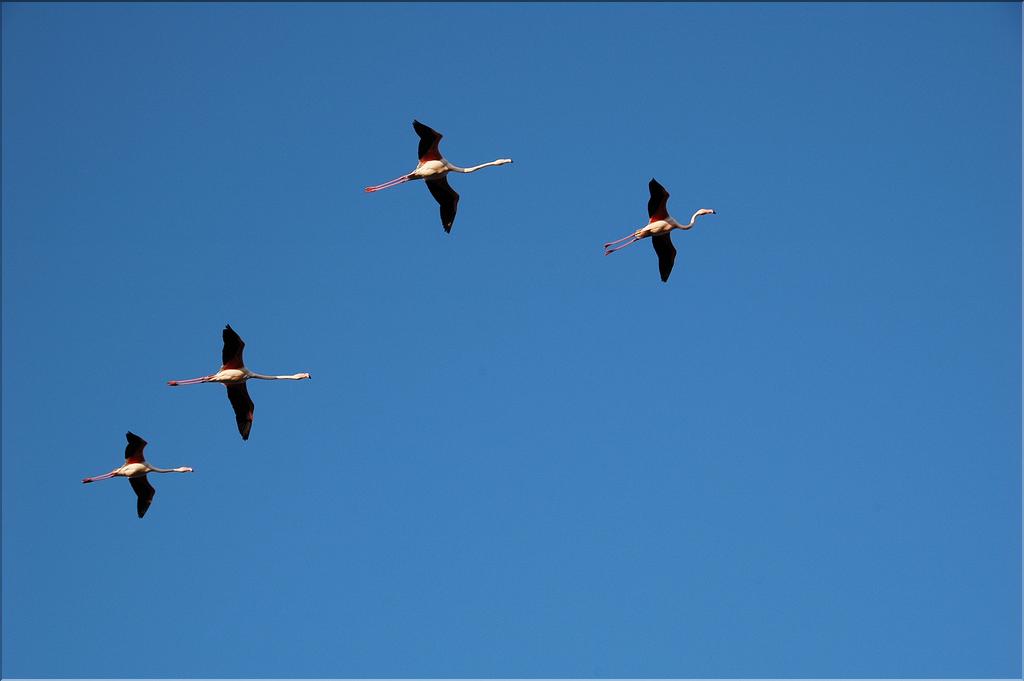 Oiseaux 13