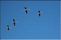 Oiseaux 13