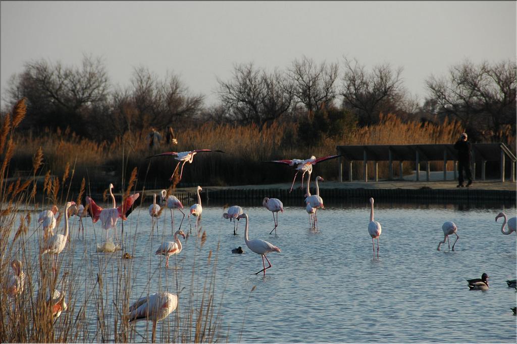 Oiseaux 14