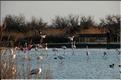 Oiseaux 14