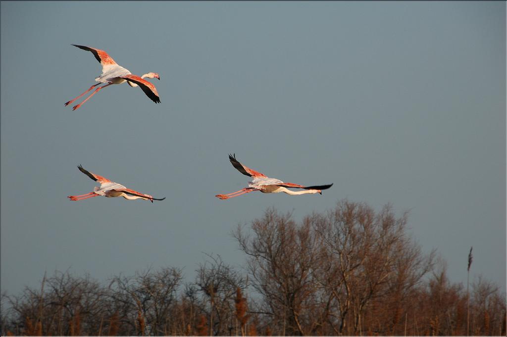 Oiseaux 15