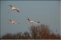 Oiseaux 15