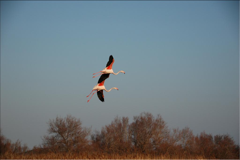 Oiseaux 16