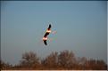 Oiseaux 16