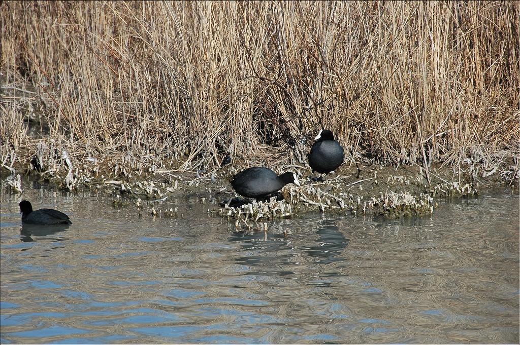 Oiseaux 17