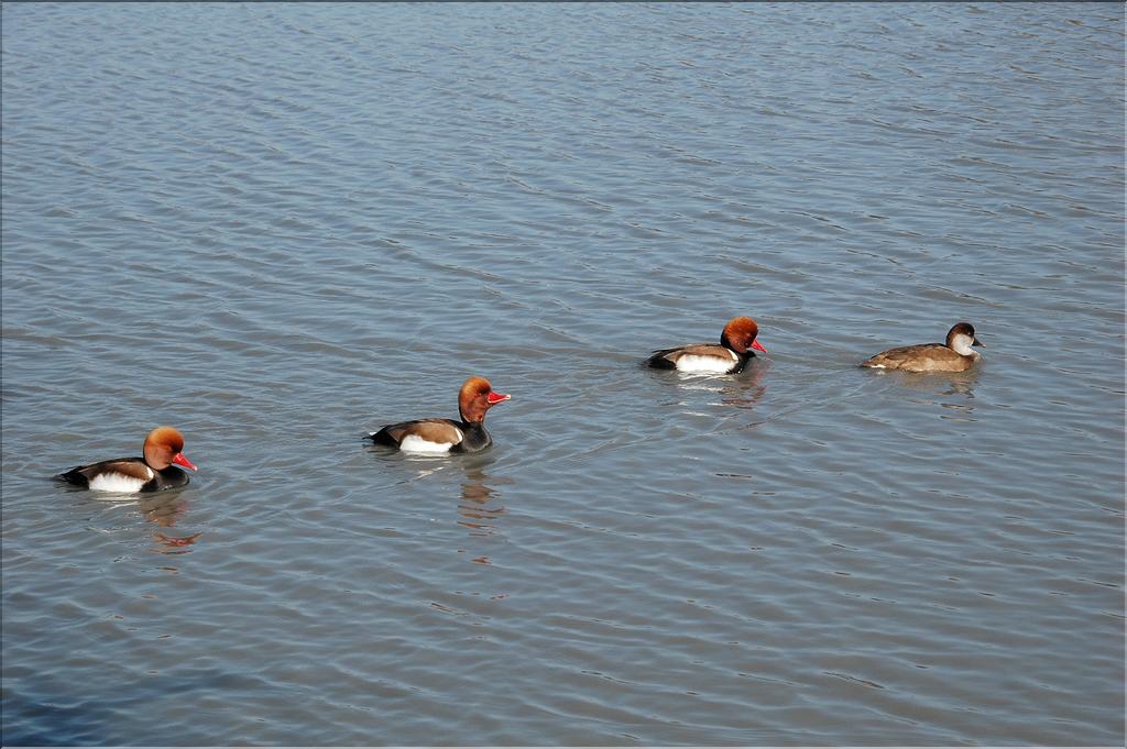 Oiseaux 18