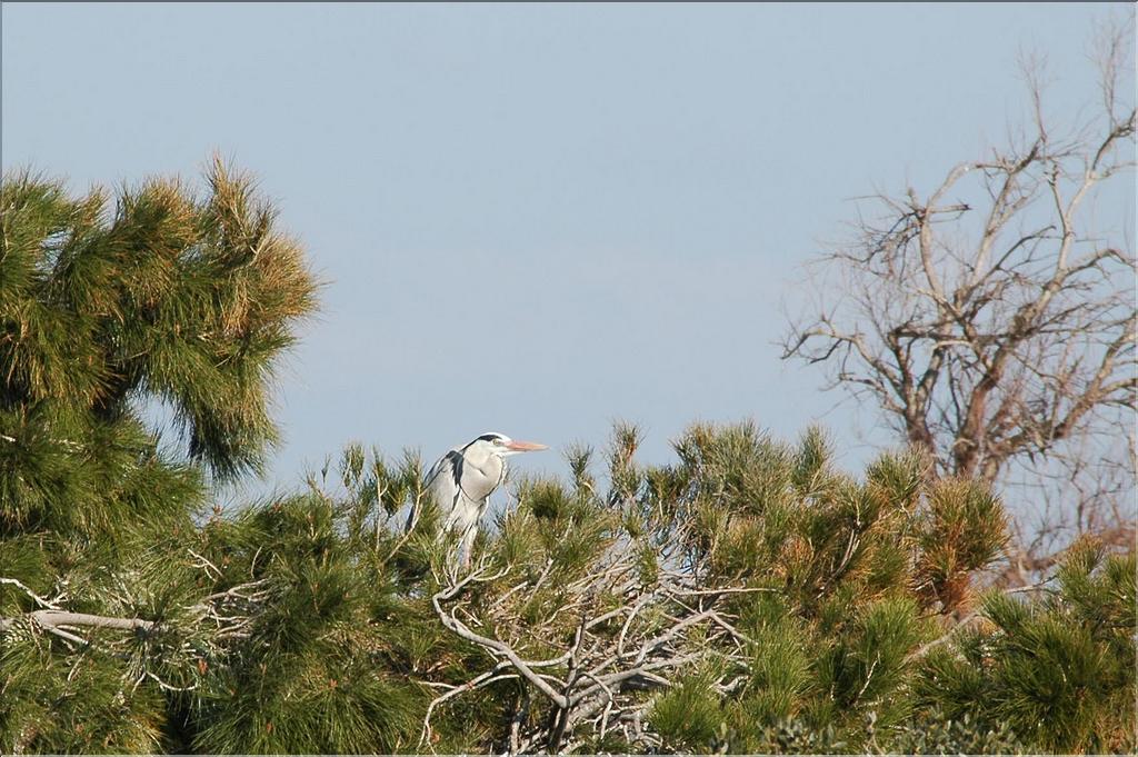 Oiseaux 19
