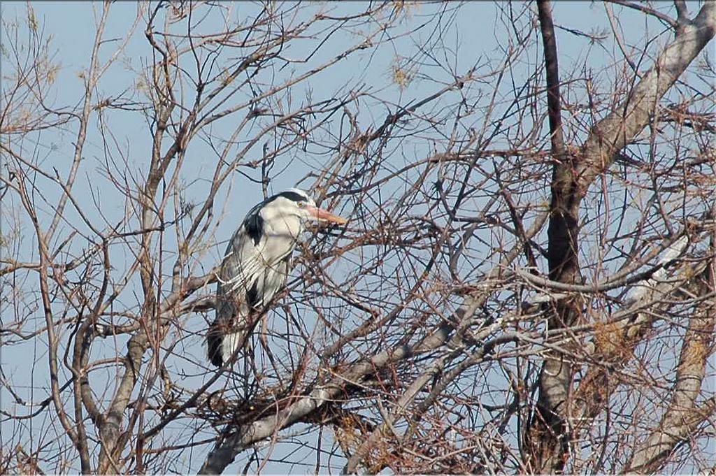 Oiseaux 20