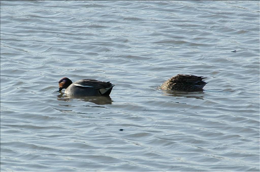 Oiseaux 21