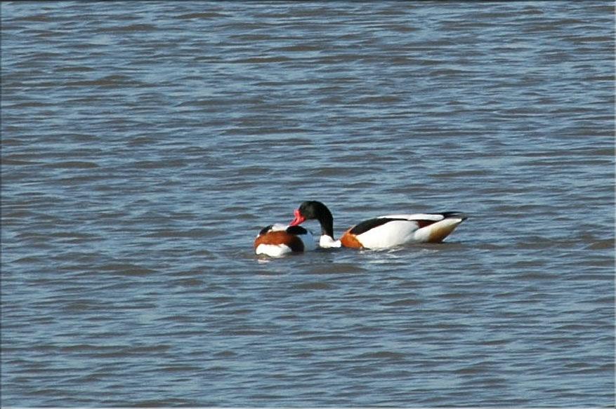 Oiseaux 22