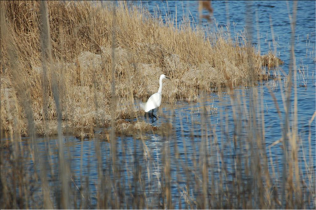 Oiseaux 23