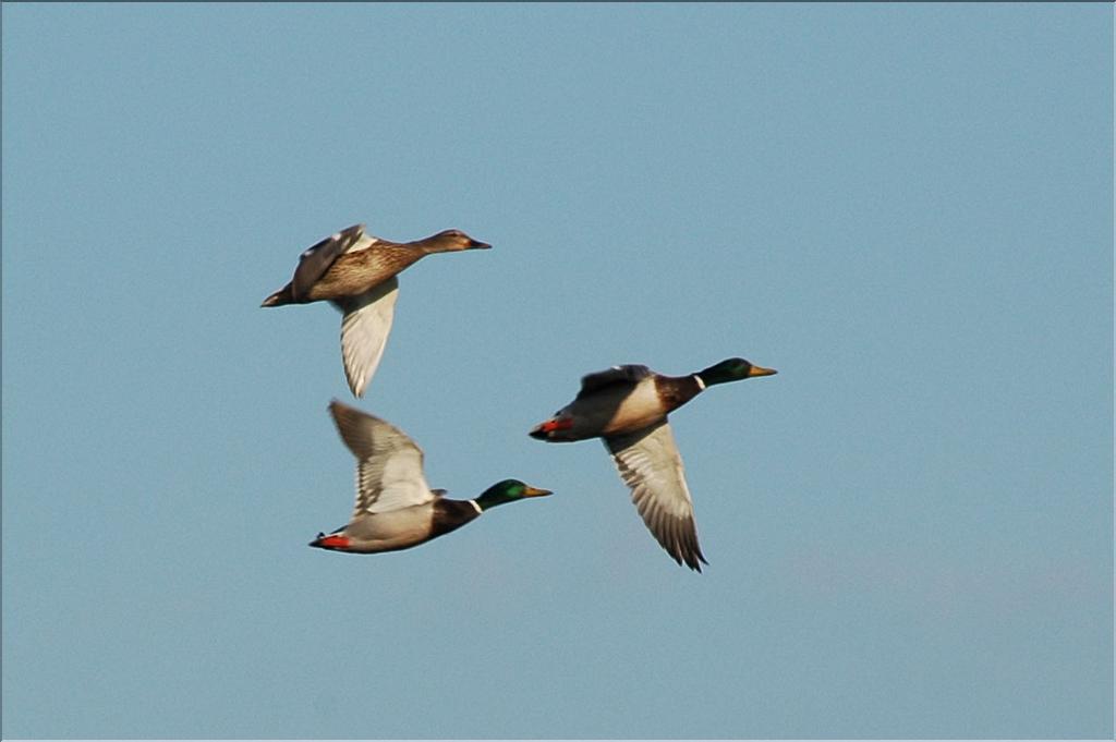 Oiseaux 24