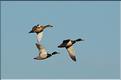 Oiseaux 24